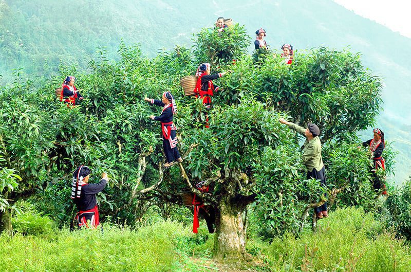 Cây chè Shan tuyết Hà Giang