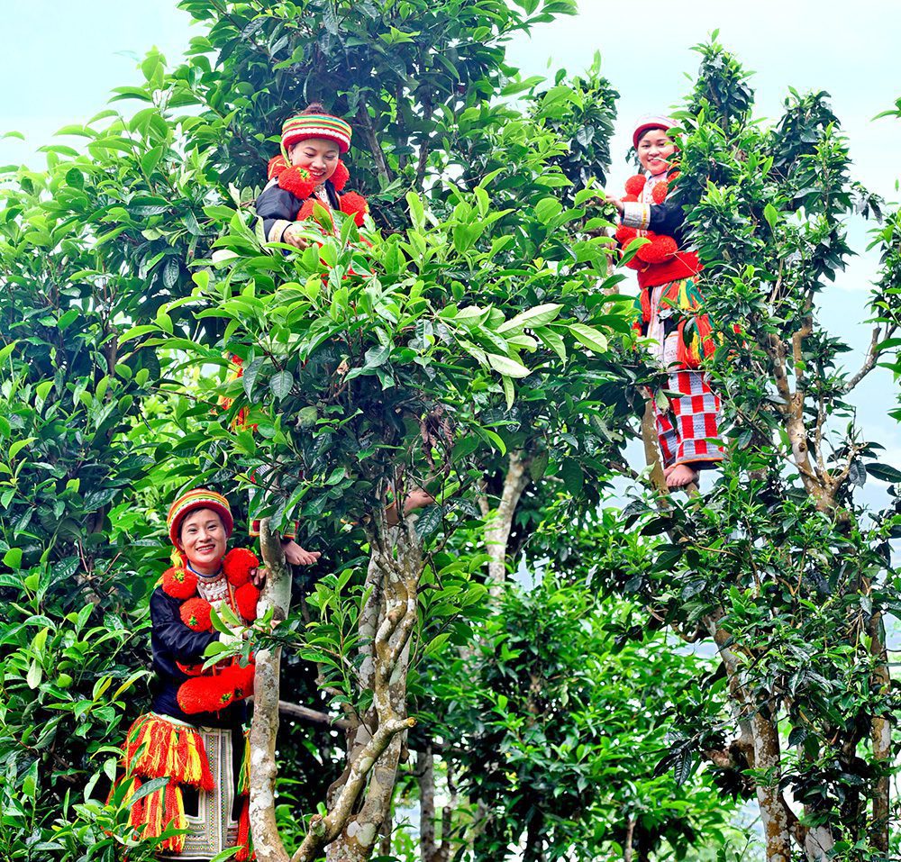 cac-co-gai-thu-hai-che-shan-tuyet