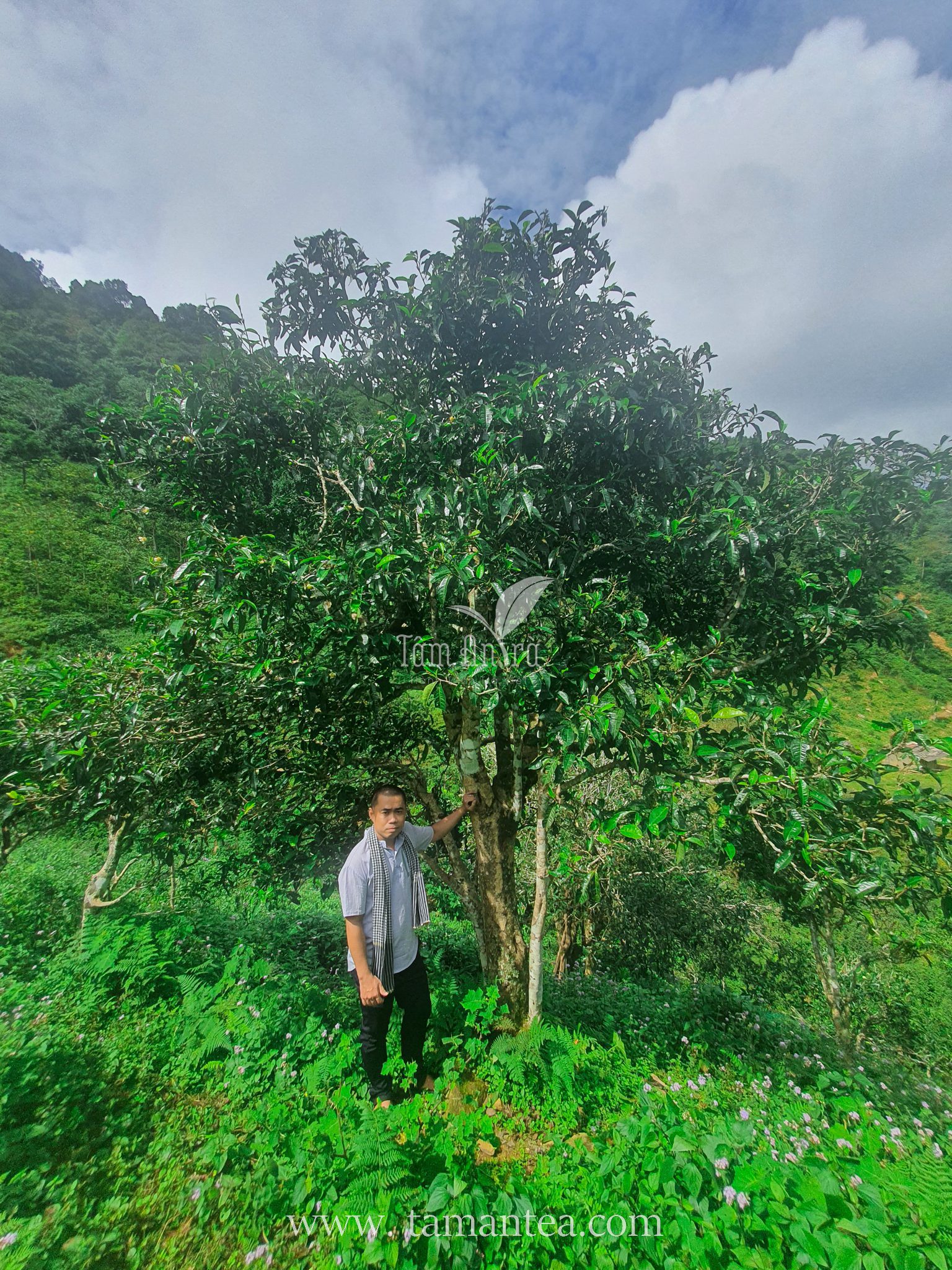 Cây trà shan tuyết,