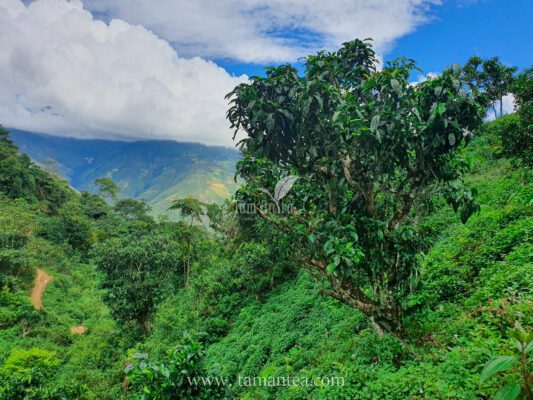 Vùng Chè Shan Tuyết Tà Xùa - Sơn La