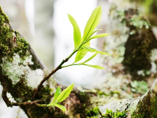 Búp Cây Chè Shan Tuyết