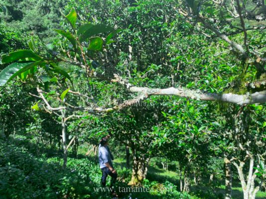 Cây Chè Shan Tuyết Tà Xùa - Sơn La