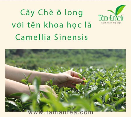 Trà Ô Long - Những điều cần biết về Ô Long?