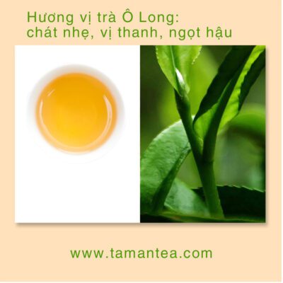 Trà Ô Long - Những điều cần biết về Ô Long?