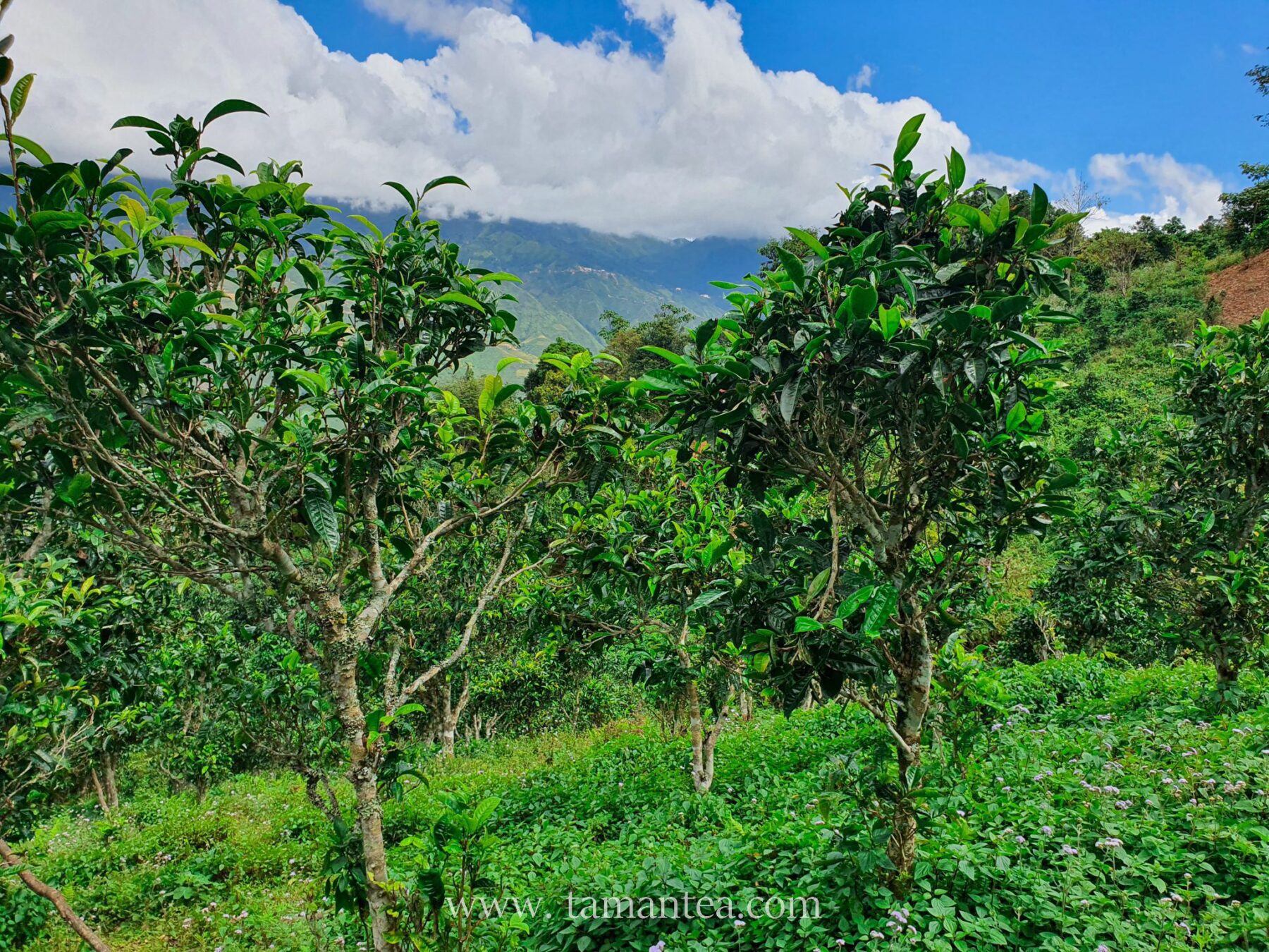 vung-che-shan-tuyet-ta-xua-son-la