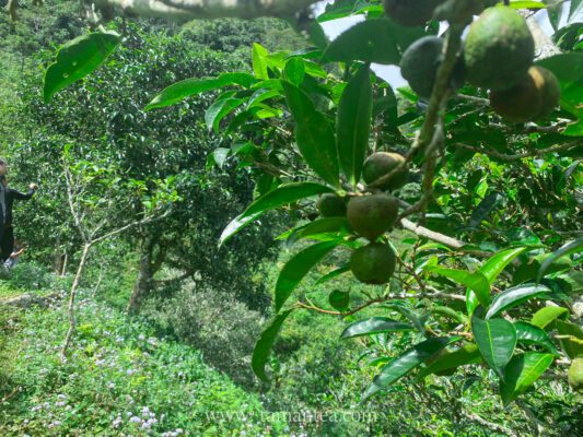 Cây Chè Shan Tuyết Tà Xùa - Sơn La