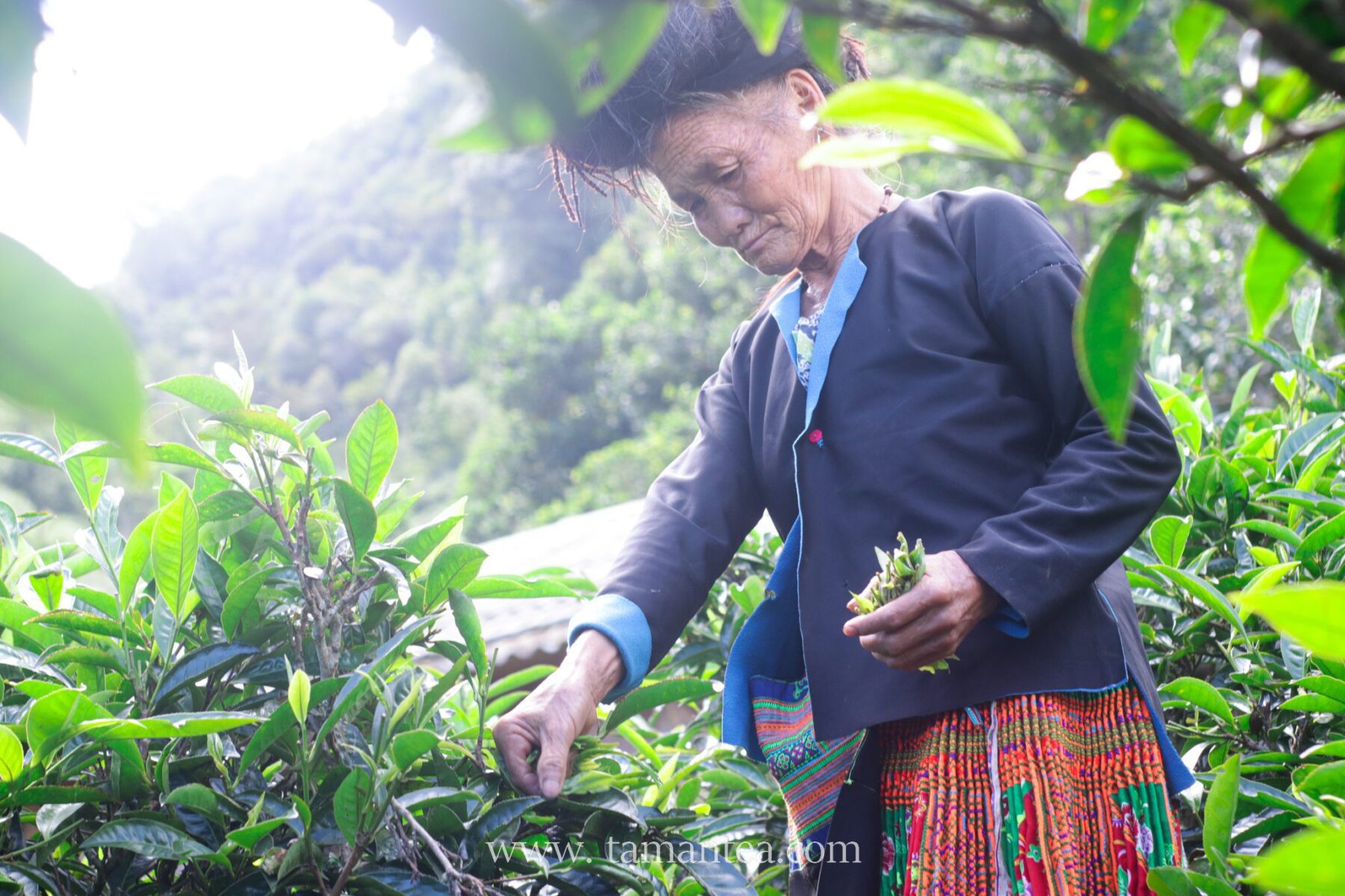 ba-cu-hai-che-shan-tuyet