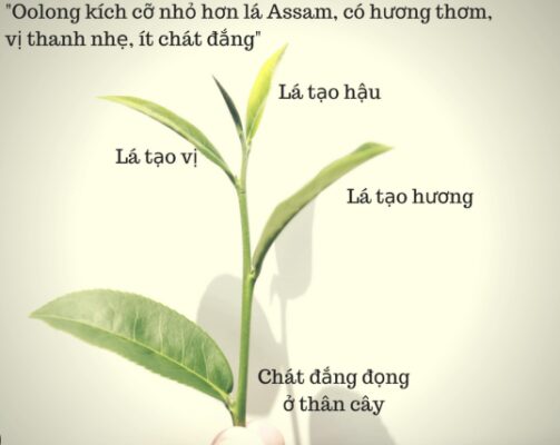 Trà Ô Long - Những điều cần biết về Ô Long?