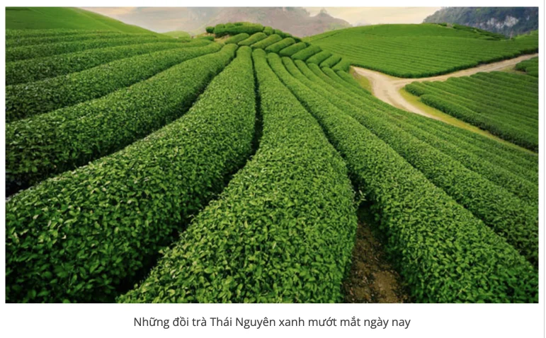 trà thái nguyên