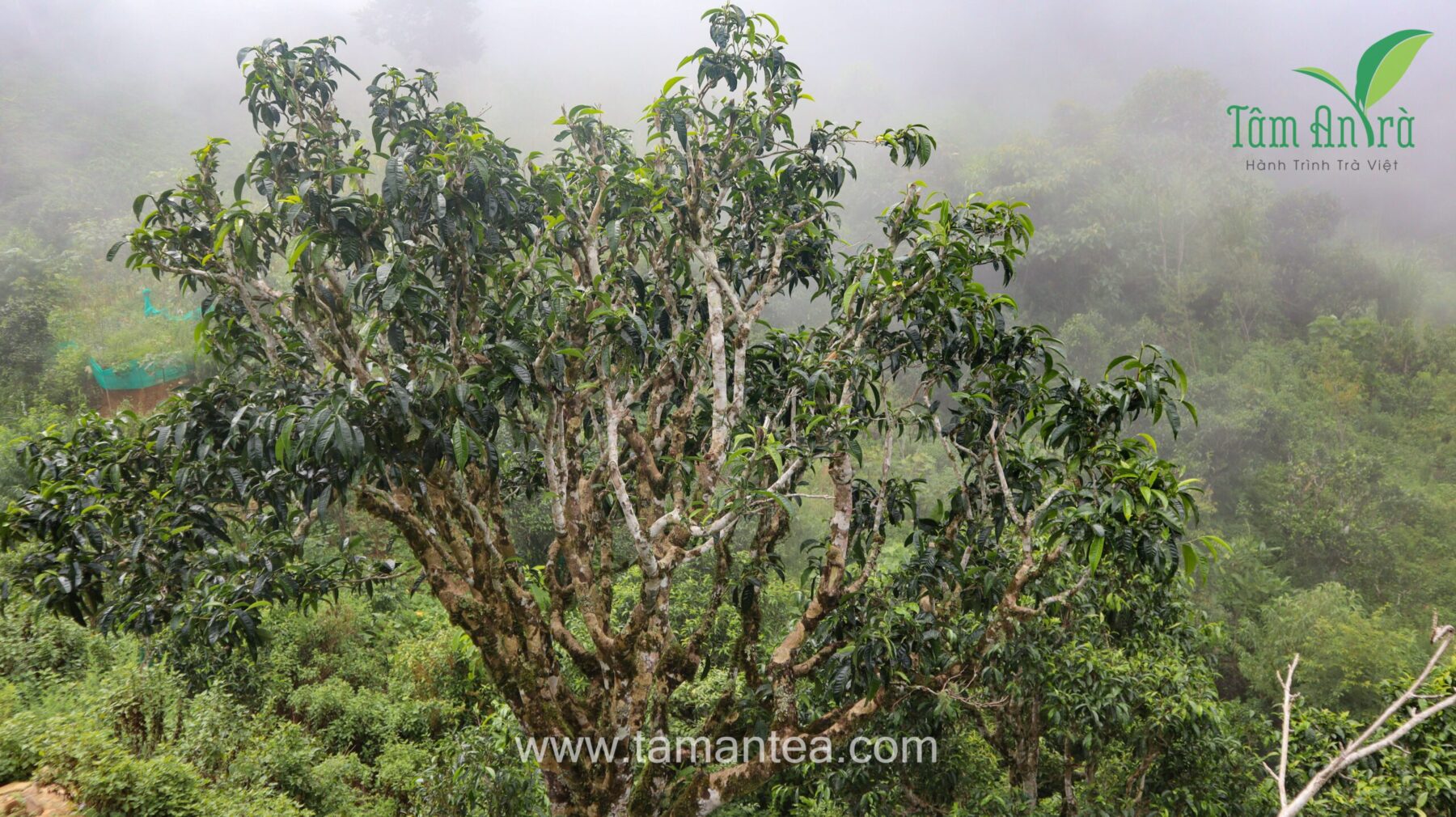 cay-che-shan-tuyet